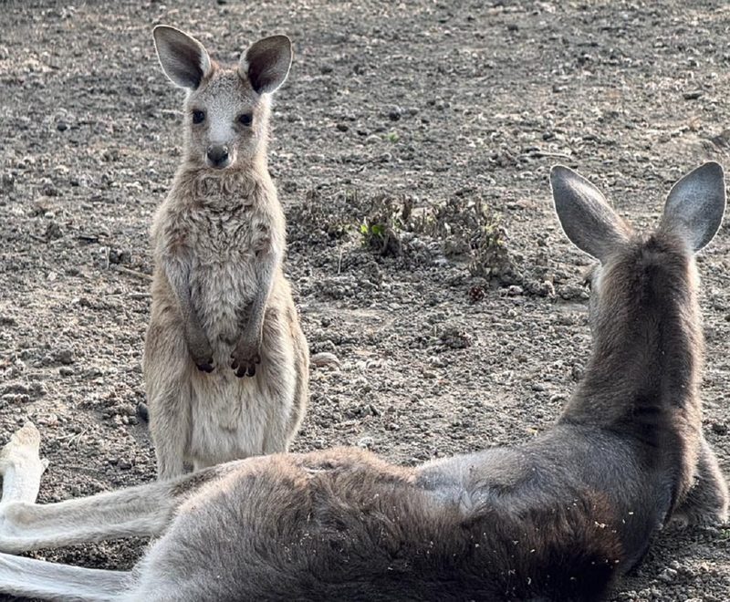 Выбери имя: в Алматинском зоопарке родились три кенгуренка