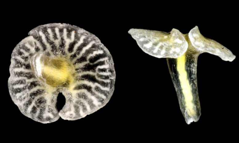 Ученые обнаружили существ, не поддающихся классификации