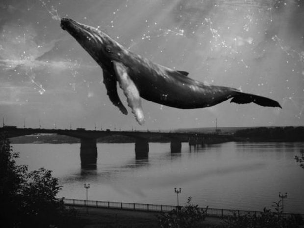 «Синий кит» зафиксирован в Бразилии