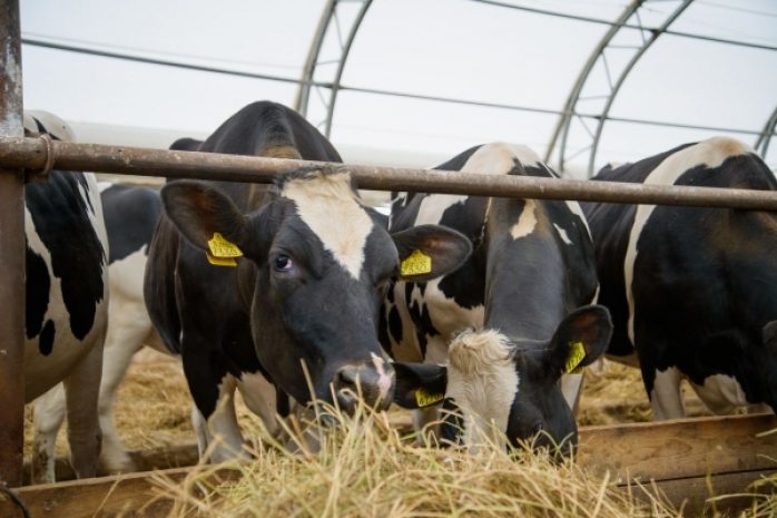 Четыре очага особо опасных заболеваний скота выявлены в ЗКО