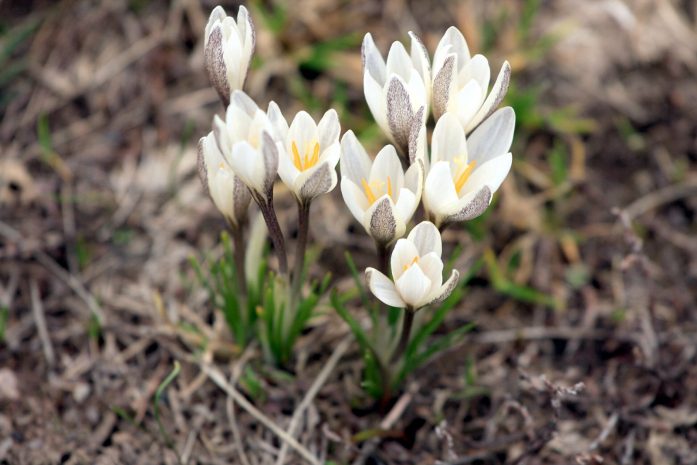 Шымкент тұрғындары алғашқы бәйшешектердің пайда болуын бақылауда