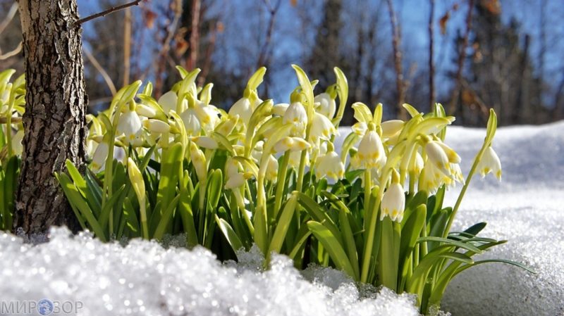 Температуру воздуха выше нормы обещают синоптики в Казахстане