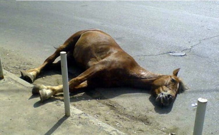 «Ауди» врезалась в табун лошадей на трассе в СКО