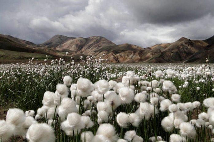 Издержки в хлопковой промышленности оказались выше на 700 млн тг.