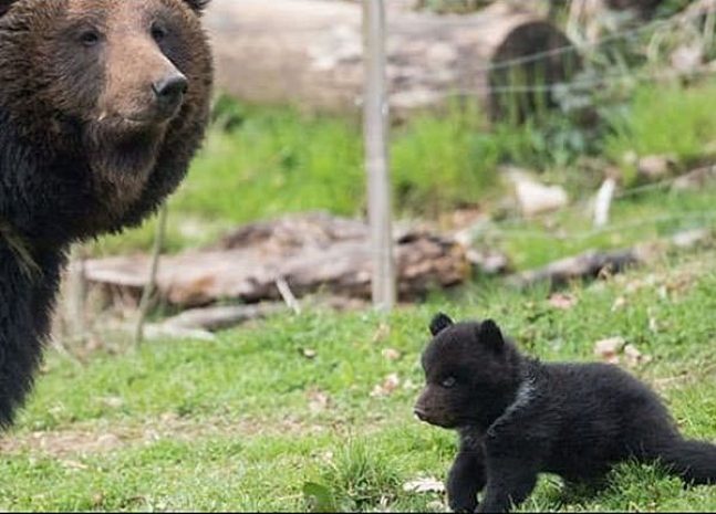 В швейцарском зоопарке убили здорового медвежонка