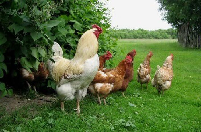 В Гонконге уничтожат 20 тысяч кур