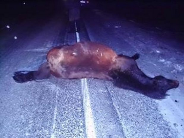 23-летний водитель, сбивший двух лошадей, скончался на месте ДТП