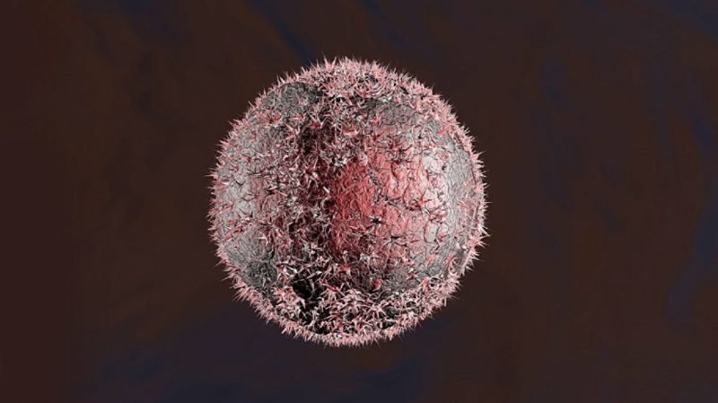 На Дальнем Востоке нашли грибы, способные победить рак