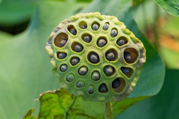 Ученые объяснили проявление трипофобии