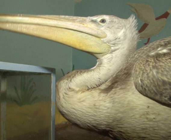 Серого пеликана спасли павлодарские лесники (ФОТО)