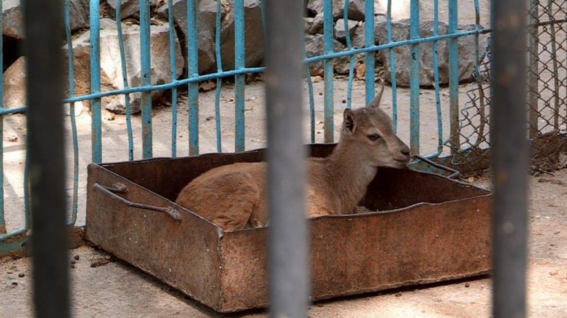 Львята и детеныши голубой гну появились на свет в зоопарке Шымкента