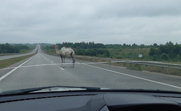 На провоцирующий смертельные ДТП бродячий скот пожаловались жители Атырау