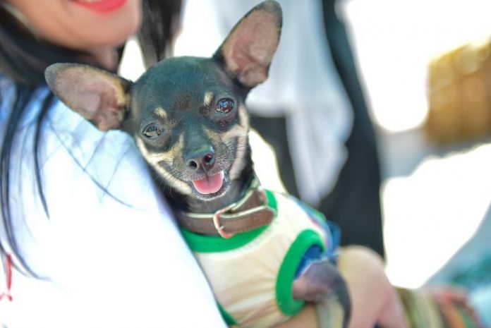 Свыше четырех тысяч владельцев собак и кошек оштрафуют в СКО