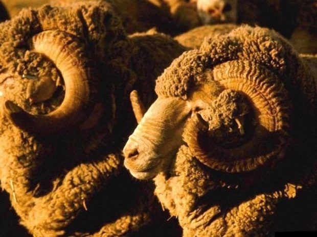 В Казахстане не используются 43% пастбищ