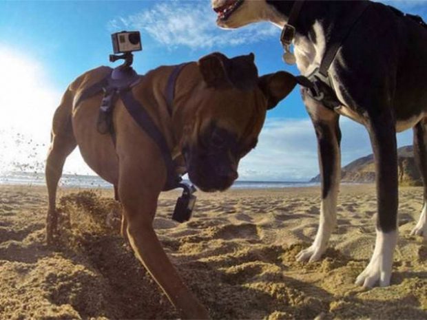 GoPro выпустила крепления камеры на собак