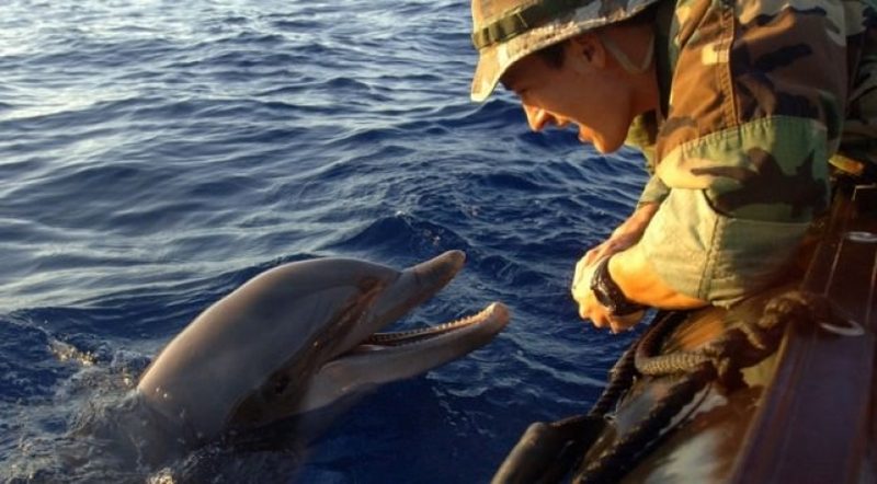 Минобороны РФ провело первые в Крыму учения с боевыми дельфинами