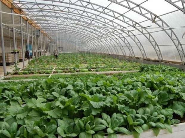 В Казахстане начнется строительство теплицы новой модификации