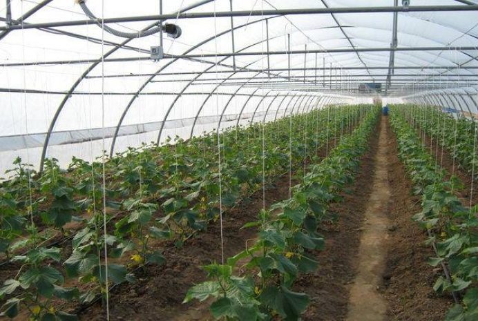 Эксперты: Агросектор Казахстана нуждается в передовых технологияхЭксклюзив