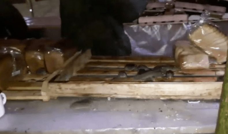 В Павлодаре ищут распространителей видео с мышами среди хлебных булок. ВИДЕО