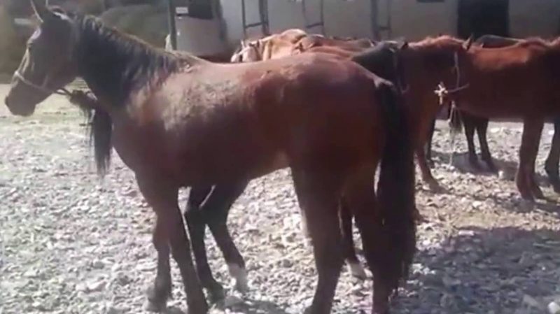 Два человека пострадали в результате наезда иномарки на косяк лошадей