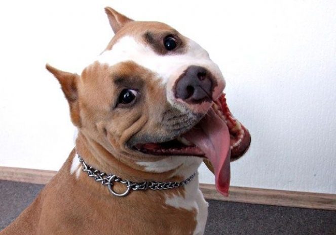 В Башкирии мужчина восемь лет насиловал собственного пса