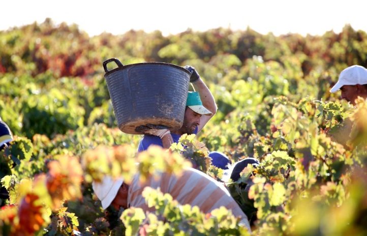 Урожай на десятки миллионов фунтов остается гнить на полях Великобритании