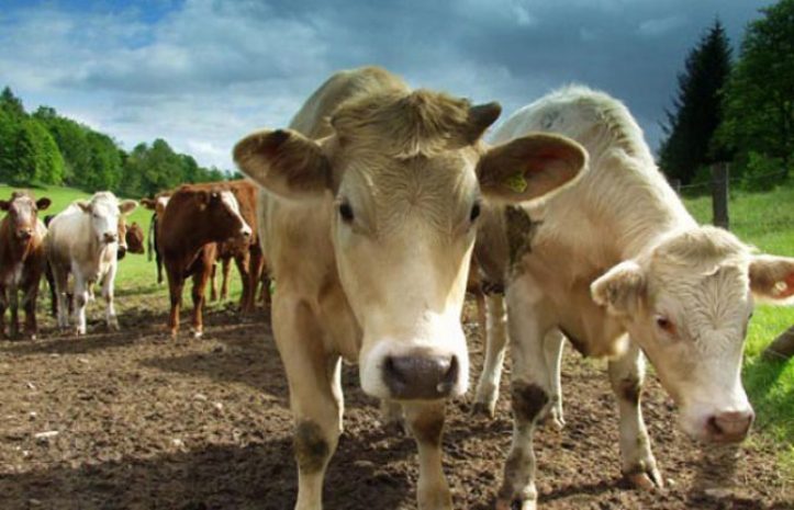 ЗКО лидирует в развитии экспортного потенциала мяса КРС