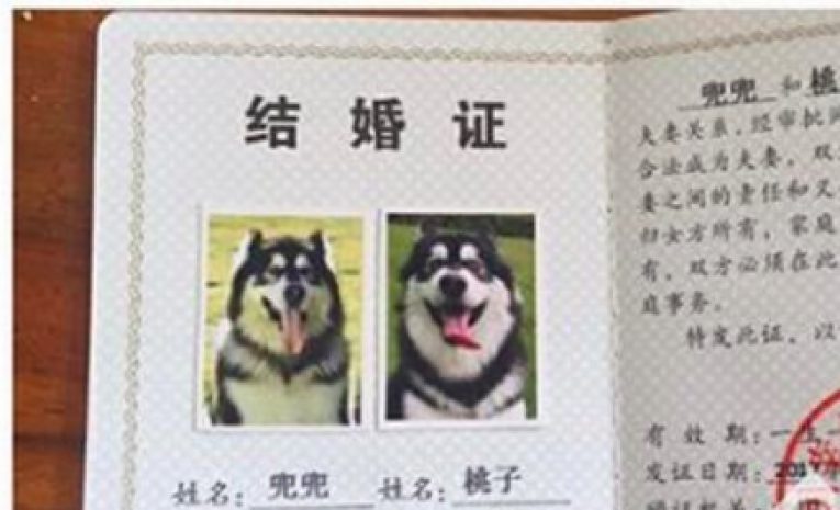 В Китае официально поженилась пара собак