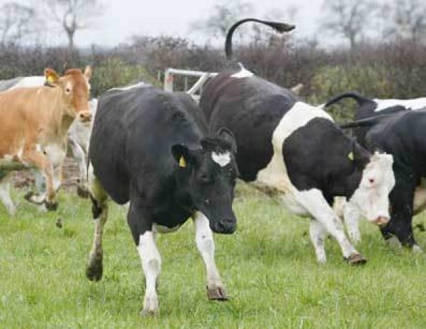 Молочное животноводство в РК в три раза выгодней, чем мясное