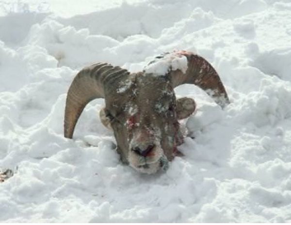 Животный мир Восточного Казахстана на грани истребления