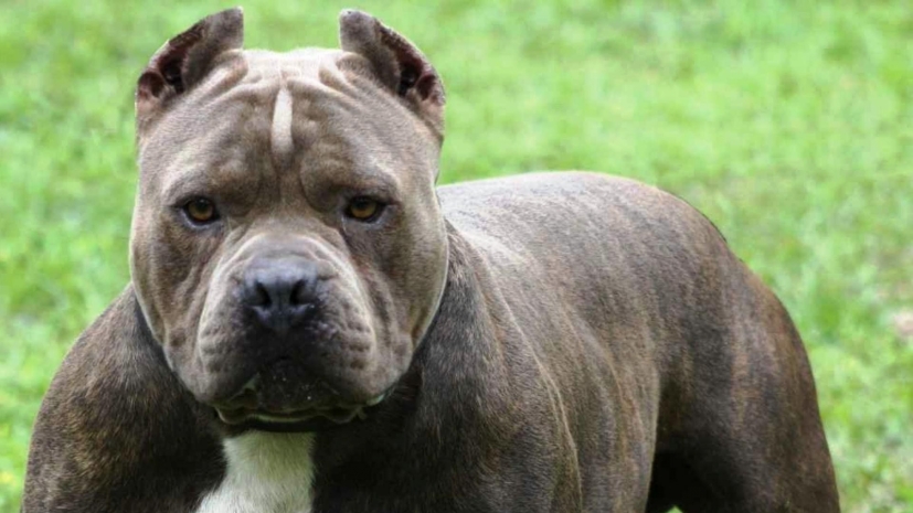 Храбрый пес напал на акулу и спас хозяина