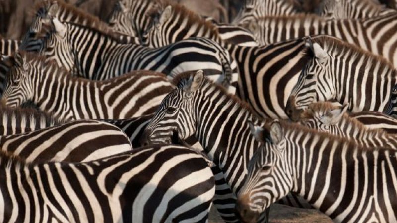 Кения: великий исход