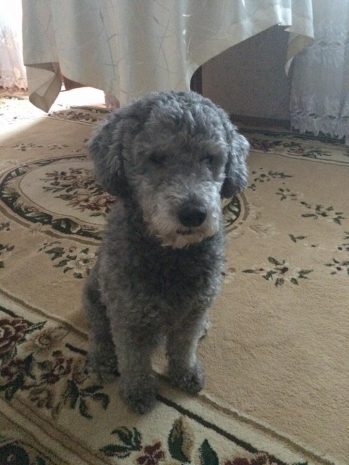 В Павлодаре потерялся знаменитый пудель оперной дивы Марии Мудряк