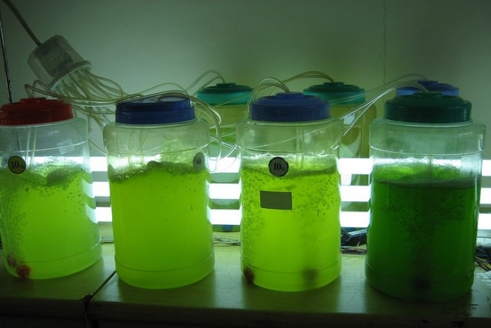 Биотопливо — один из кандидатов на роль технологии будущего