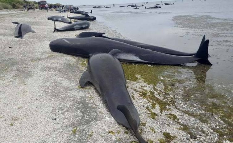 Сотни мертвых и израненных дельфинов выбросило на побережье во Франции
