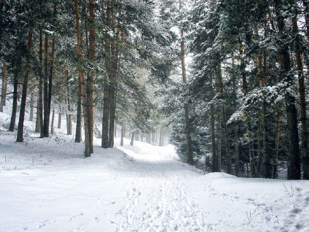Комфортные условия для доступного отдыха в горах пообещал создать Сагинтаев