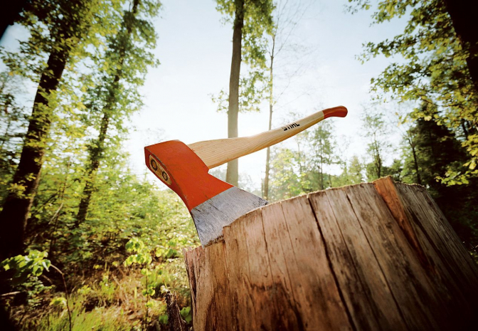 Сделать жестче наказание за вырубку лесов могут в Казахстане