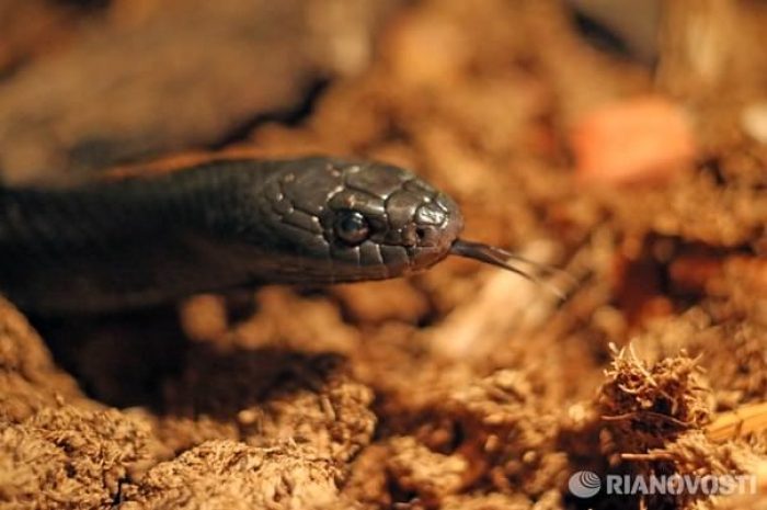 Змеи устроили школьникам досрочные каникулы