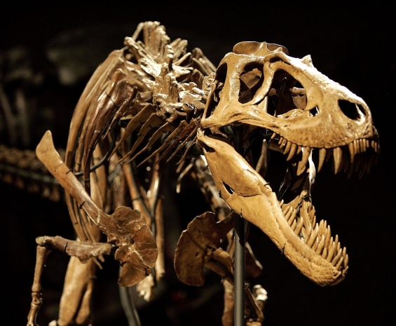 Похожий на динозавра скелет нашел житель Ферганской долины