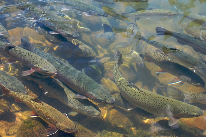 Форель, тилапию и африканского сома выращивают в Казахстане