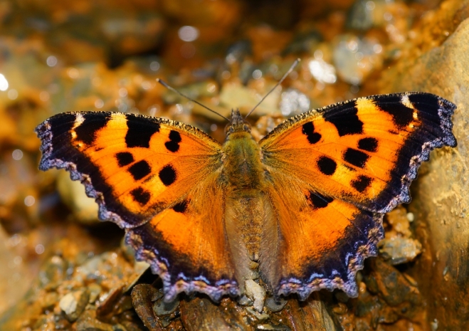 Нашествие бабочек в Актау