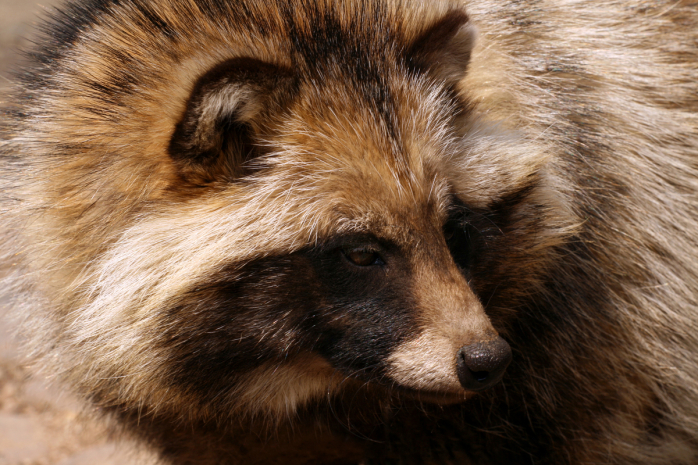 Ученые нашли возможного распространителя COVID-19