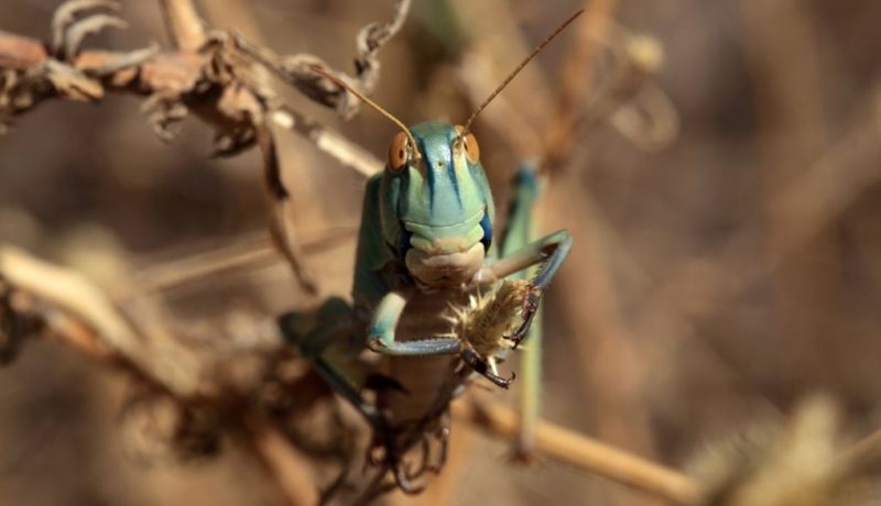 3,57 млрд тенге выделено в 2018 году на борьбу с саранчой в Казахстане