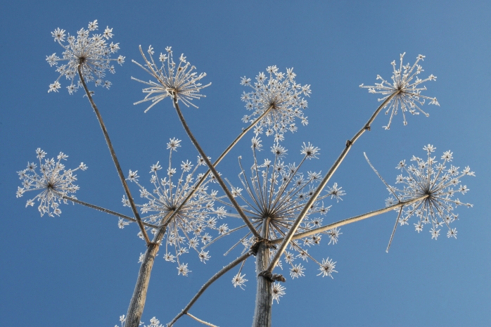 Сирот без рукавиц выгнали на уборку ядовитого борщевика в детском лагере