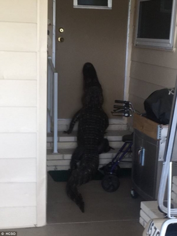 Аллигатор «постучал» в дверь американца