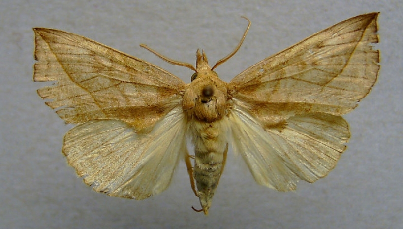 В Эстонии прижились бабочки, пьющие кровь и слезы