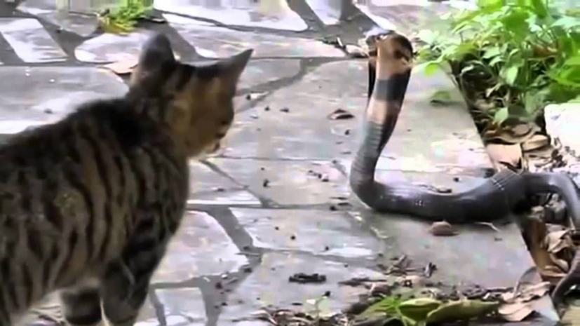 Кот защитил своих хозяев от кобры в Индии