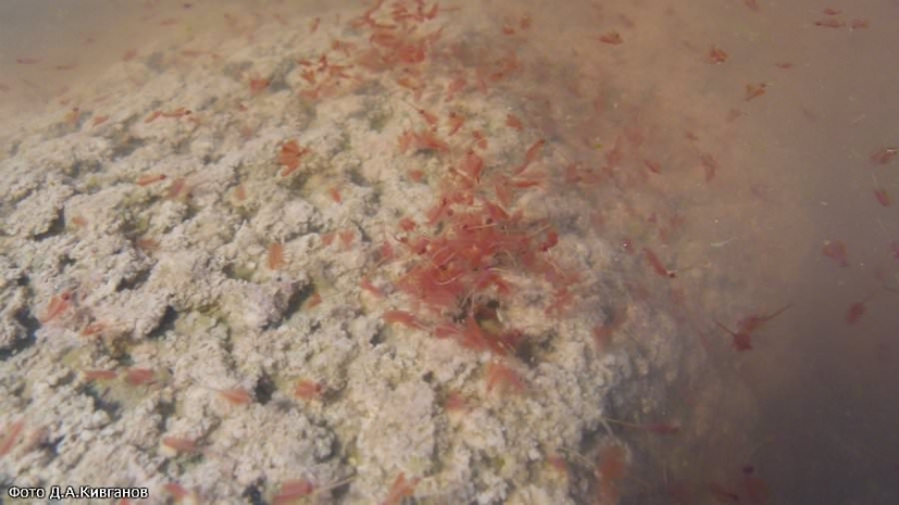 24 тонны ценных рачков попытались незаконно вывезти из СКО