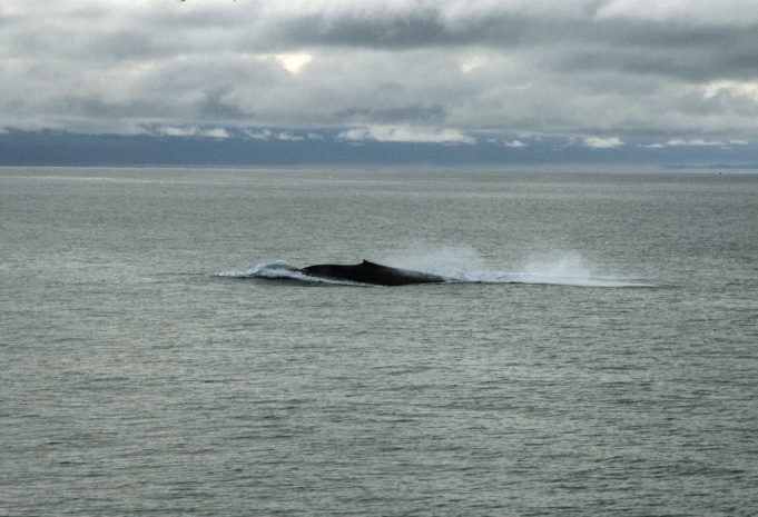 Из научного интереса японцы убили 177 китов