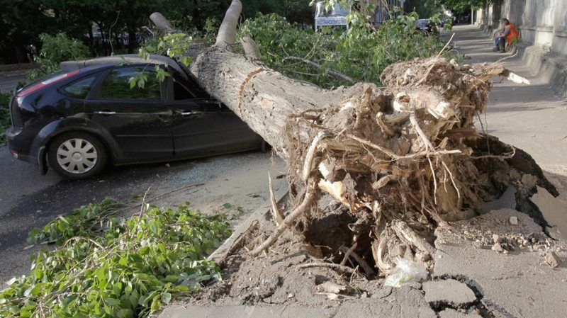 Тополь упал на школьника в Баянауле